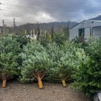 Normandská jedľa (Abies Nordmanniana) výška: 200-250 cm, rezaná 1. TRIEDA